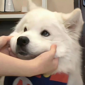 案例安全小鲤导航
